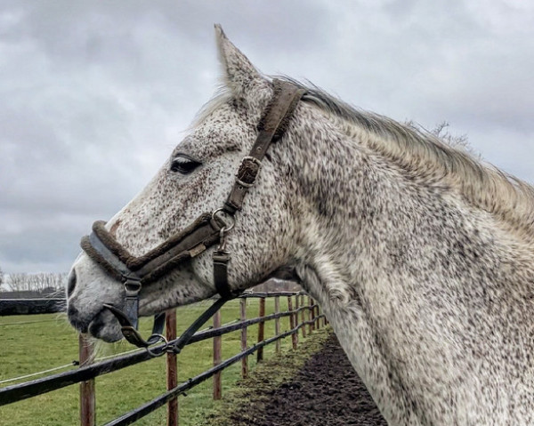 broodmare Chelsea 166 (Westphalian, 2009, from Cristallo I) broodmare Chelsea 166 (Westphalian, 2009, from Cristallo I)