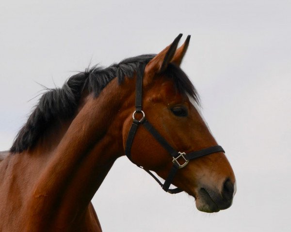 dressage horse Düsseldorf (Westphalian, 2015, from Danciano)