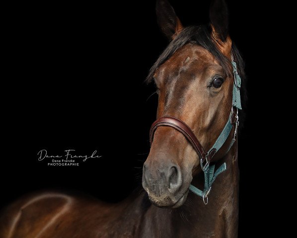 horse Remy Rubin K (Hanoverian, 2018, from Rubin Royal OLD)