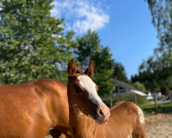 horse Dein buntes Glück (German Riding Pony, 2021, from Dance For Me)