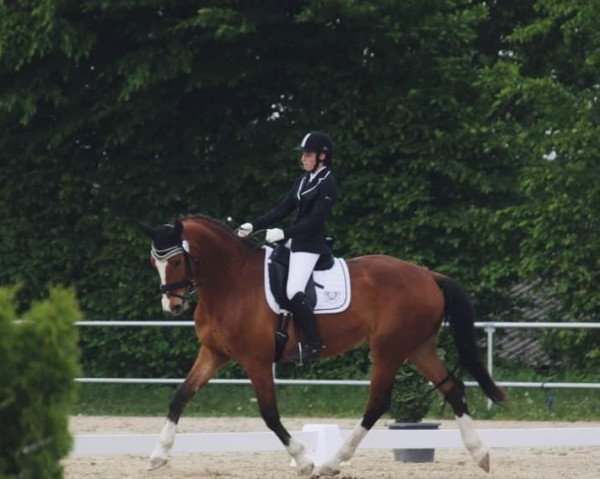 dressage horse Romantiker 17 (German Warmblood, 2003, from Romantiko)