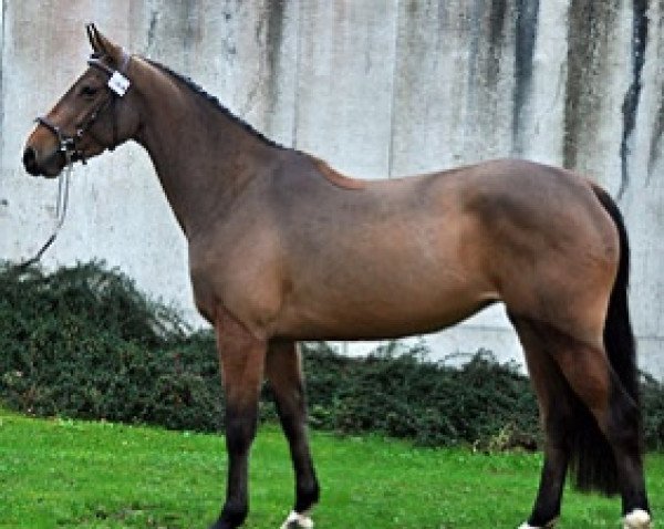 horse Haya Semilly (Selle Français, 2017, from Tornesch)
