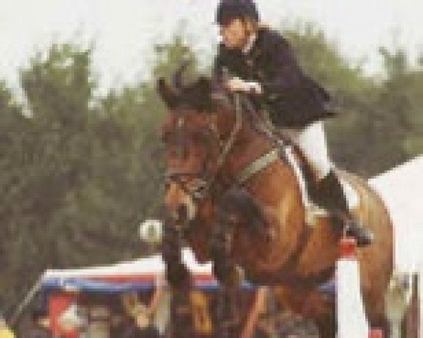 stallion Euro Clover (Irish Sport Horse, 1990, from Clover Hill RID 665)