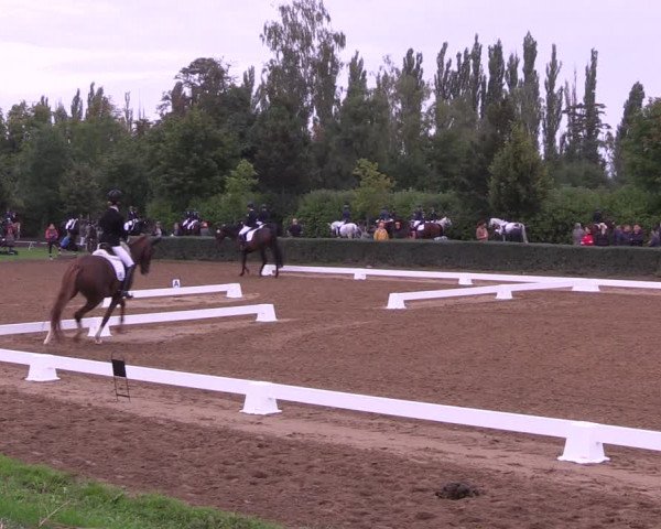 Reitturnier Westeregeln 2021