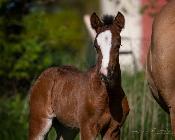 horse Dark Chocolate (German Riding Pony, 2021, from Dance For Me)