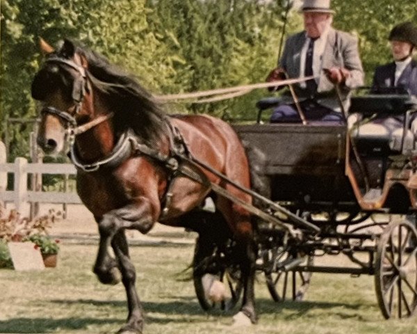 Deckhengst Unicorn Viscount (Welsh-Cob (Sek. D), 1995, von Unicorn Lancelot)
