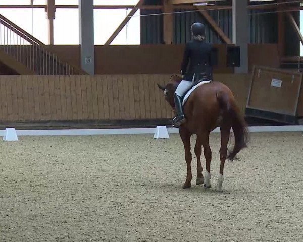 Reitturnier Grafenrheinfeld/Ufr. 2021