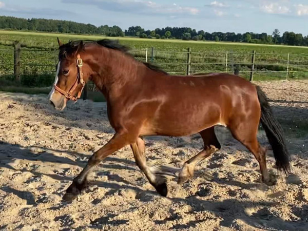 Fattrice Parc Branwen (Welsh-Cob (Sez. D), 2019, di Drogeda Stormy Tempest)