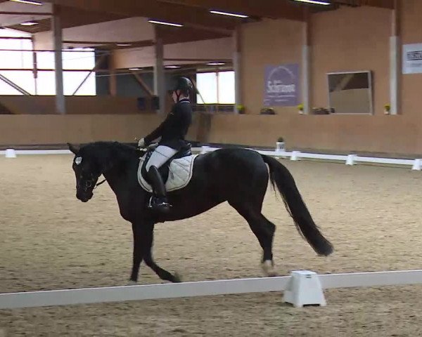 Reitturnier Grafenrheinfeld/Ufr. 2021