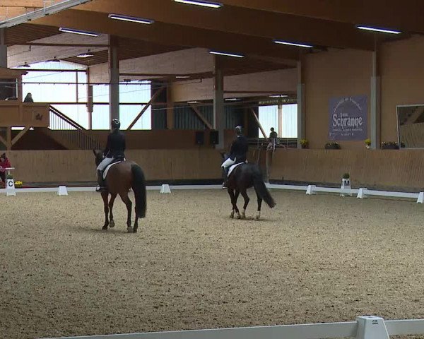 Reitturnier Grafenrheinfeld/Ufr. 2021