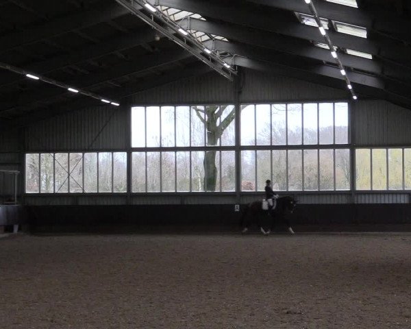 Reitturnier Greven 2023
