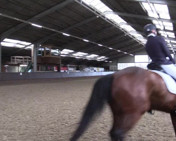 Reitturnier Greven 2023