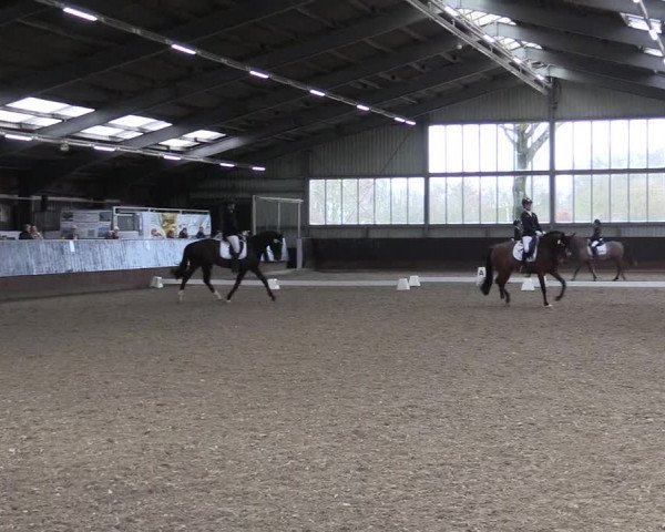 Reitturnier Greven 2023
