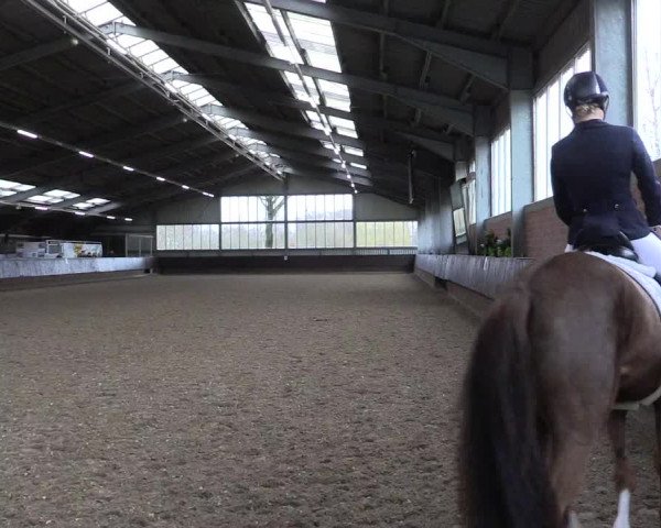 Reitturnier Greven 2023