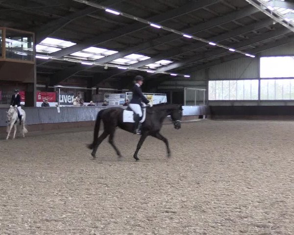 Reitturnier Greven 2023
