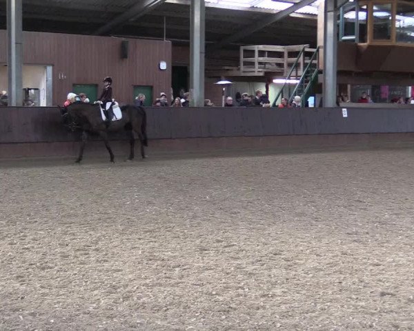 Reitturnier Greven 2023