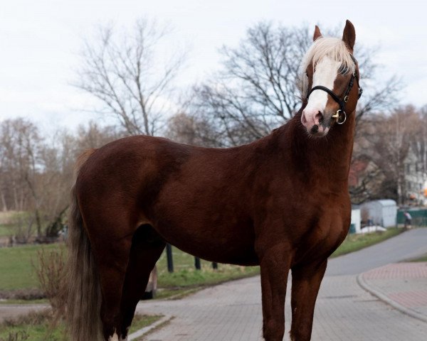 horse Mastro's Candy (German Riding Pony, 2015, from Crazy Dynamic JK)