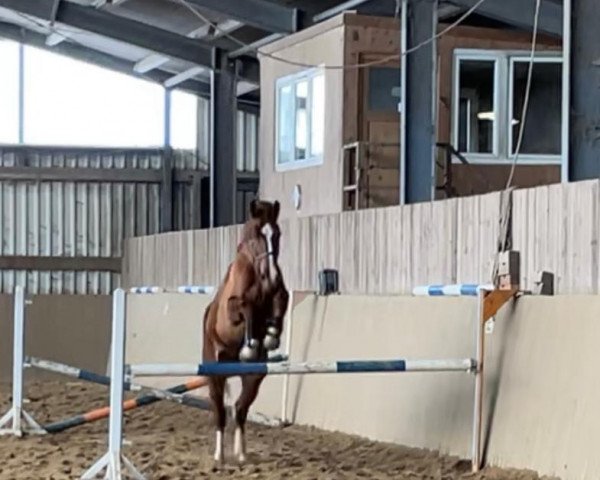 Pferd Casaldo (Holsteiner, 2018, von Casalito)