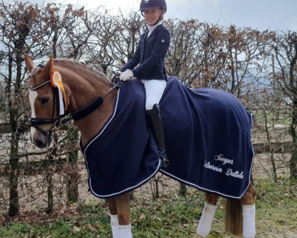 broodmare Flying Be (German Riding Pony, 2010, from Be Happy)