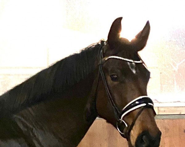 horse Deja Beau (Hanoverian, 2019, from De Niro Gold 3)