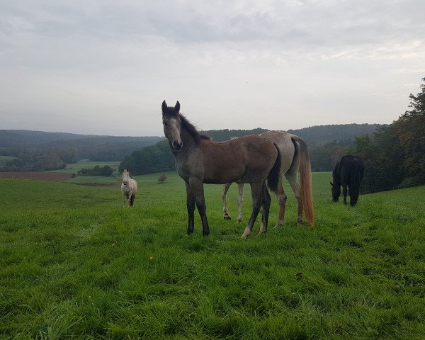 Pferd Bailey (Deutsches Sportpferd, 2022, von Baggio 17)