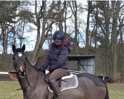 broodmare Santa Palais (Trakehner, 2018, from Papellito xx)