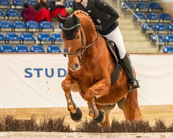 Springpferd Graf Darko (Polnisches Warmblut, 2005, von Sir Neel)