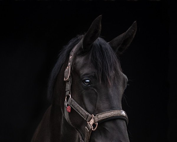 horse Babbilou F (Westphalian, 2020, from Bohemian)