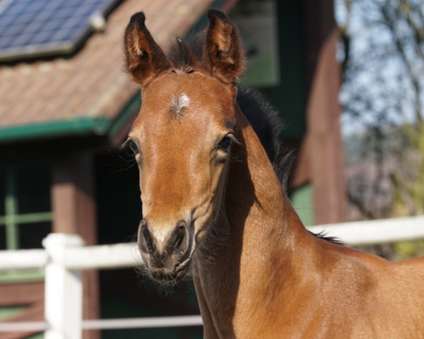 stallion Venom's Kiss (Oldenburg, 2023, from Vitalis)