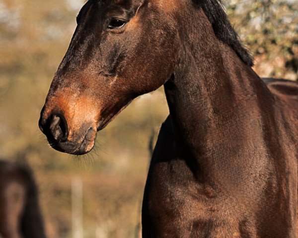 jumper Leopold KT (German Sport Horse, 2016, from Lentini)