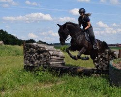jumper Lucky Boy 229 (Hessian Warmblood, 2006, from Kingsley Lucky Dance)
