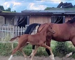 Pferd Stute von Vitalis / Sir Donnerhall (Oldenburger, 2022, von Vitalis)