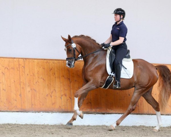 Pferd Bella Benicia 8 (Oldenburger, 2019, von Callaho's Benicio)