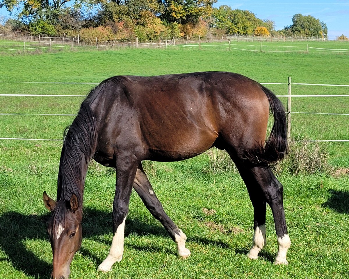 Pferd Samson (Oldenburger, 2021, von So Perfect)