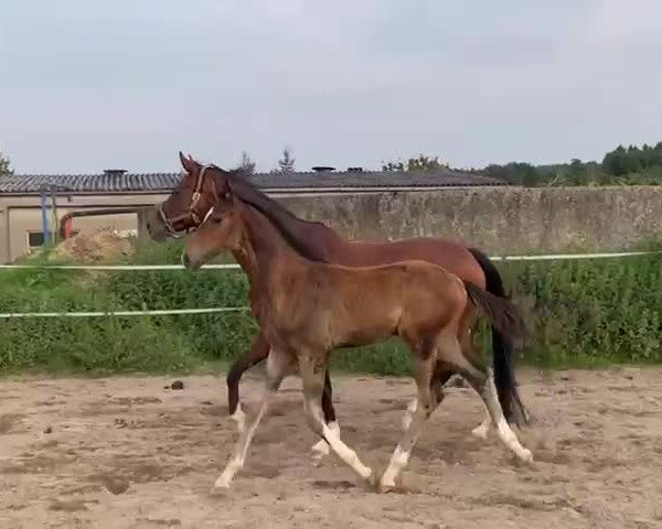 Video von Samson