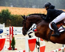 jumper Der-Pizarro (Hanoverian, 2015, from Diatendro)