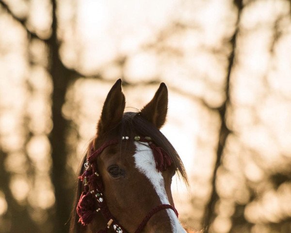 horse Babora Bint Brawura (Arabian purebred, 1996, from Sahaab Ibn Sahiba ox)