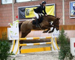 broodmare Arezza D (German Sport Horse, 2016, from Arezzo VDL)