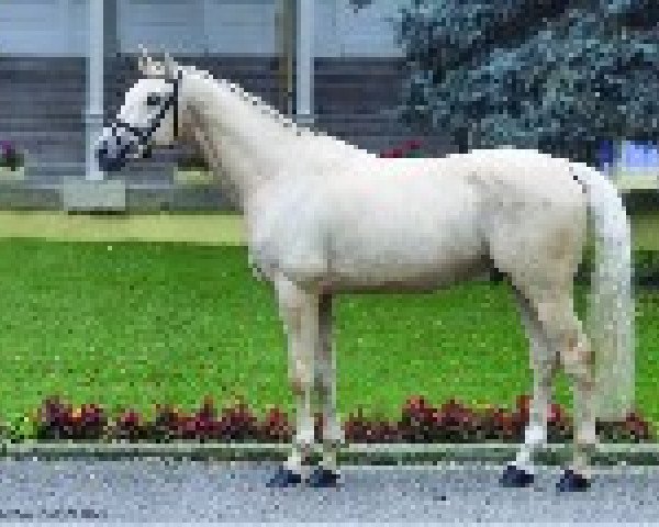 Stallone da monta Pigment Kinský (Cavallo Kinsky, 2013)