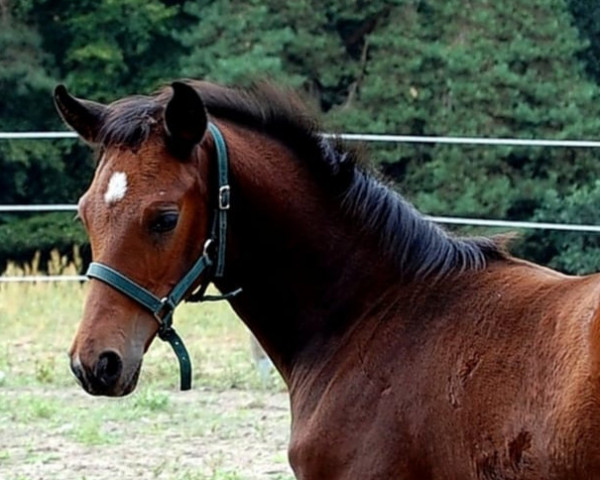 horse Fleur (Hanoverian, 2022, from Fürst Belissaro)