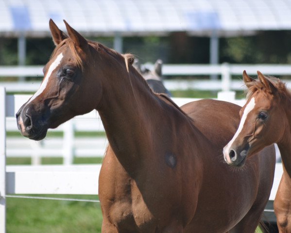 broodmare Camar Qarubi (Arabian purebred, 2006, from Moshai ox)