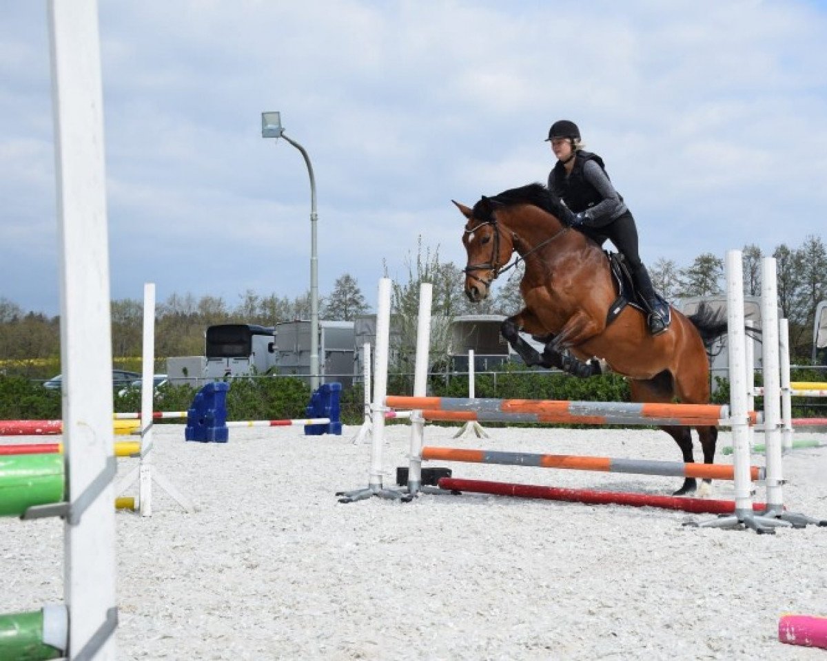 jumper Coco 301 (Hanoverian, 2009, from Carrico)