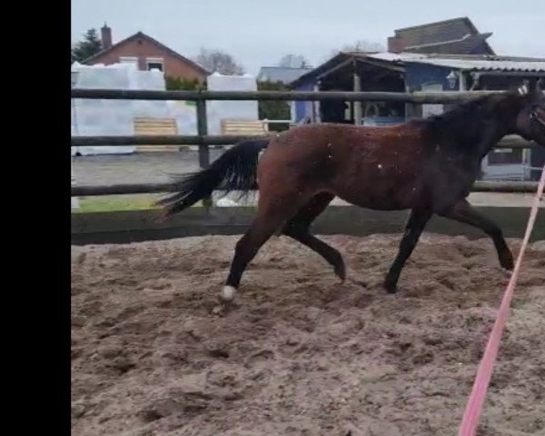 stallion Tango (Mecklenburg, 2021, from Top Level)