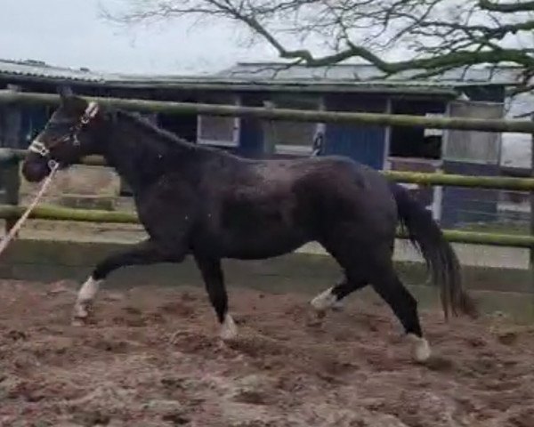 stallion Dark Diamond (Hanoverian, 2021, from Don Romance PS OLD)