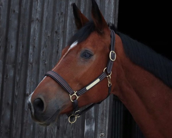 jumper Queensberry 21 (Zweibrücken, 2009, from Qui Lago)