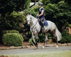 jumper Cin 3 (German Sport Horse, 2016, from Fs Cleveland)