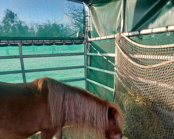 Zuchtstute Anita van de Heimeriete (Dt.Part-bred Shetland Pony, 2007)