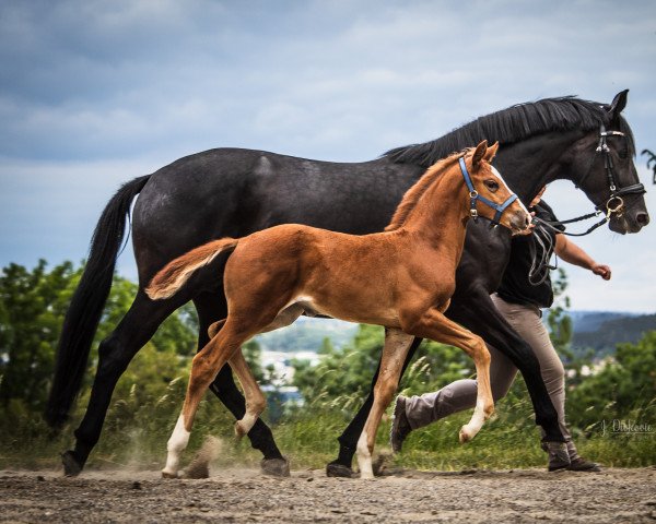 horse Greatest Showgirl (Trakehner, 2022, from Giuliani) horse Greatest Showgirl (Trakehner, 2022, from Giuliani)