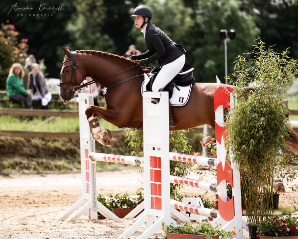Springpferd Chaccalacca (Deutsches Sportpferd, 2014, von CHAMPION 119)