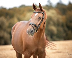 dressage horse Woogie Boogie CH (Swiss Warmblood, 2013, from Weltmeyer)